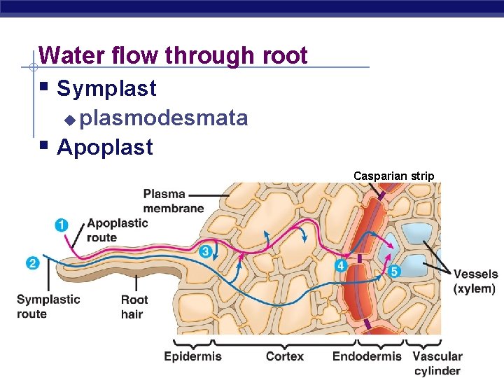 Water flow through root § Symplast plasmodesmata § Apoplast u Casparian strip AP Biology