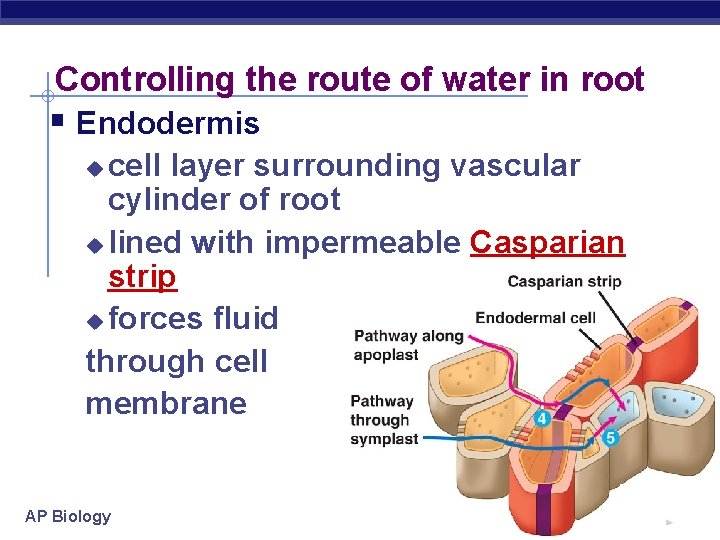 Controlling the route of water in root § Endodermis cell layer surrounding vascular cylinder