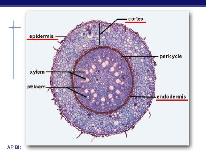 AP Biology 