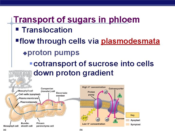 Transport of sugars in phloem § Translocation §flow through cells via plasmodesmata u AP