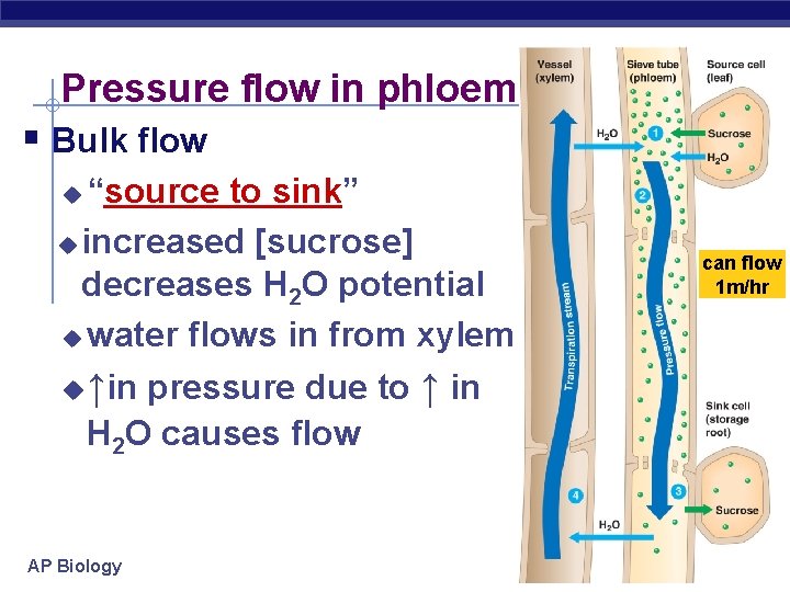 Pressure flow in phloem § Bulk flow “source to sink” u increased [sucrose] decreases