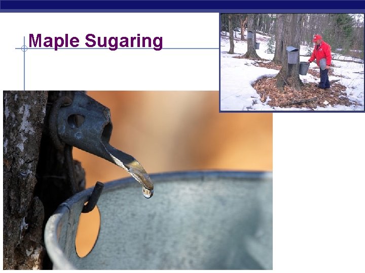 Maple Sugaring AP Biology 