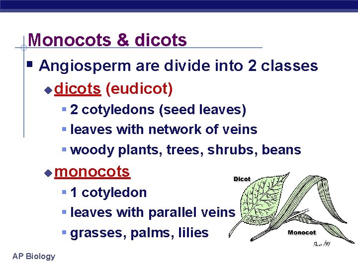 Monocots & dicots § Angiosperm are divide into 2 classes u dicots (eudicot) §