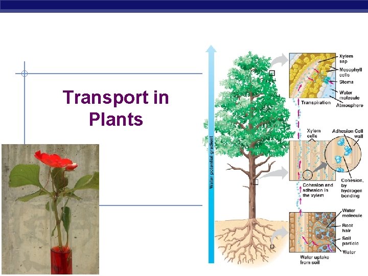 Transport in Plants AP Biology 2006 -2007 
