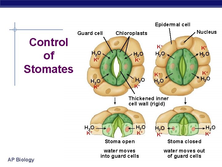 Epidermal cell Guard cell Control of Stomates H 2 O K+ Nucleus Chloroplasts H