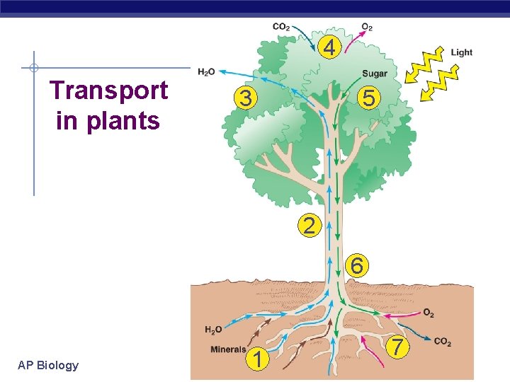 4 Transport in plants 3 5 2 6 AP Biology 1 7 