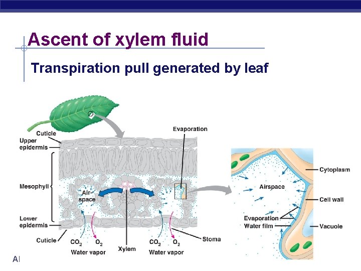 Ascent of xylem fluid Transpiration pull generated by leaf AP Biology 