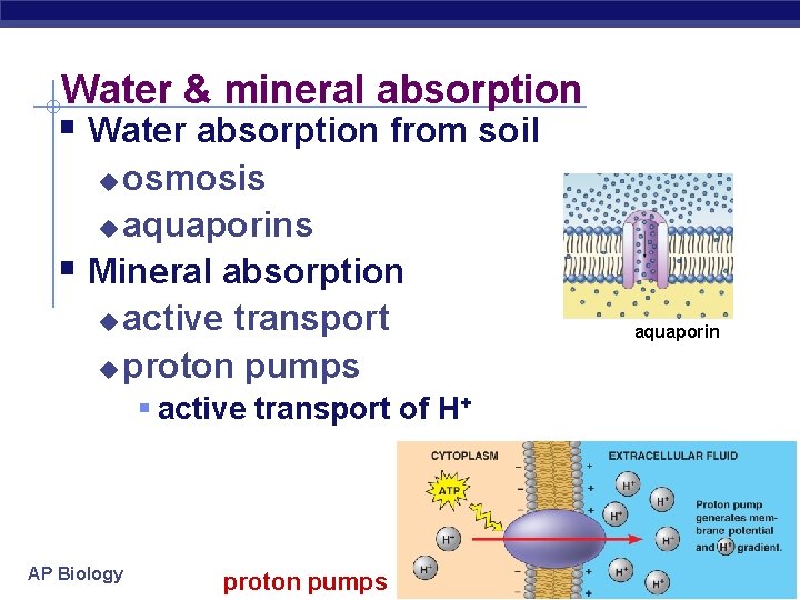 Water & mineral absorption § Water absorption from soil osmosis u aquaporins § Mineral