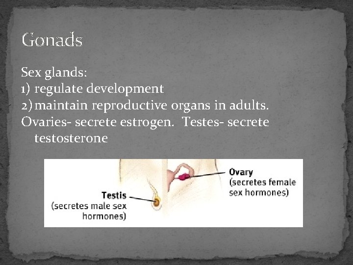 Gonads Sex glands: 1) regulate development 2) maintain reproductive organs in adults. Ovaries- secrete