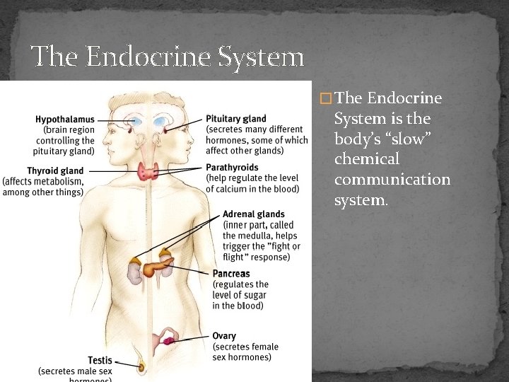 The Endocrine System � The Endocrine System is the body’s “slow” chemical communication system.