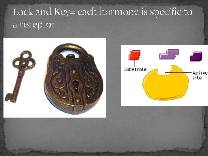 Lock and Key= each hormone is specific to a receptor 