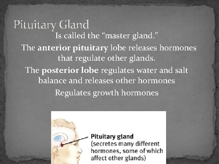 Pituitary Gland Is called the “master gland. ” The anterior pituitary lobe releases hormones