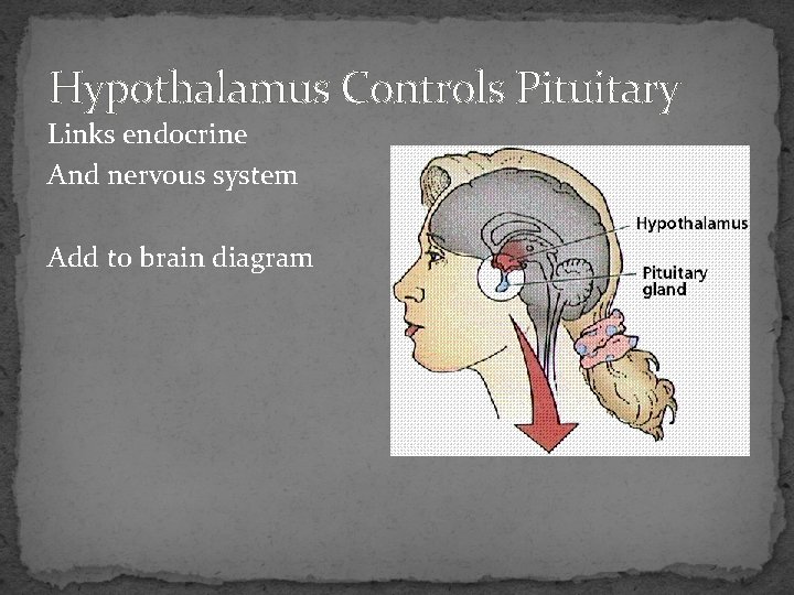Hypothalamus Controls Pituitary Links endocrine And nervous system Add to brain diagram 
