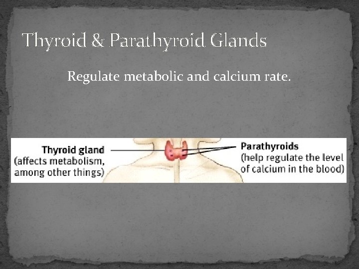 Thyroid & Parathyroid Glands Regulate metabolic and calcium rate. 