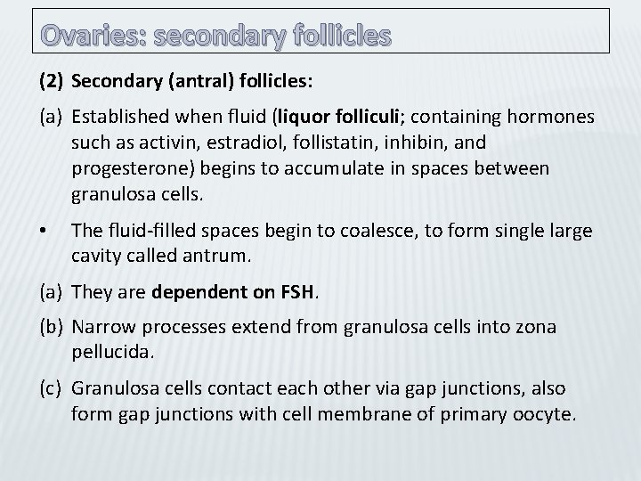 Ovaries: secondary follicles (2) Secondary (antral) follicles: (a) Established when ﬂuid (liquor folliculi; containing