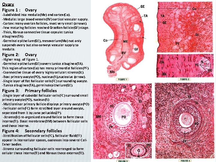 Ovary Figure 1 : Ovary -Subdivided into medulla(Me) and cortex(Co). -Medulla: large blood vessels(BV)