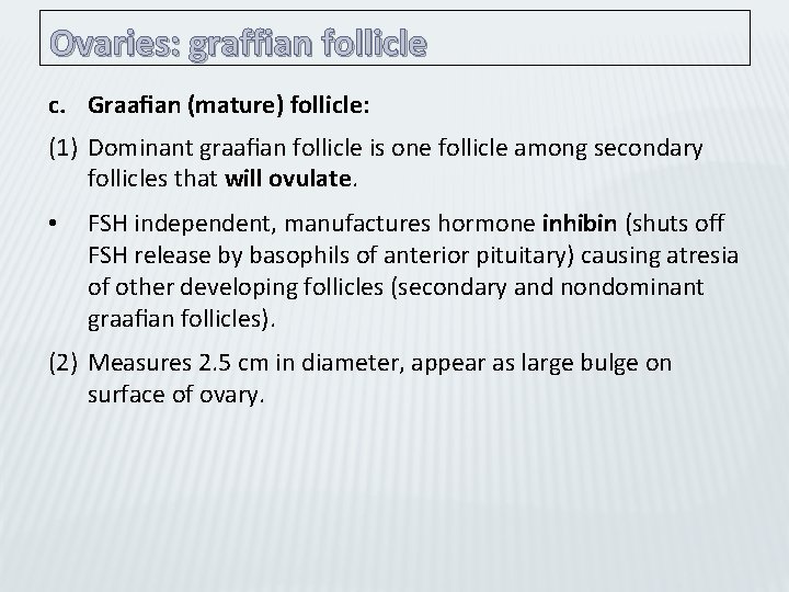 Ovaries: graffian follicle c. Graaﬁan (mature) follicle: (1) Dominant graaﬁan follicle is one follicle