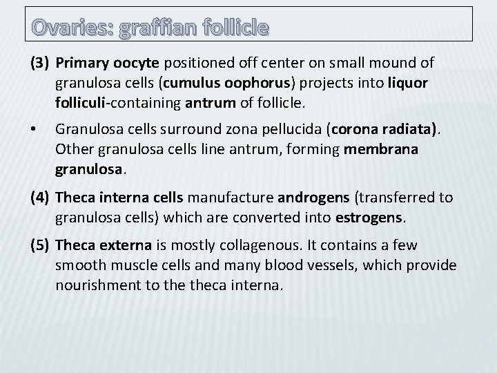 Ovaries: graffian follicle (3) Primary oocyte positioned off center on small mound of granulosa