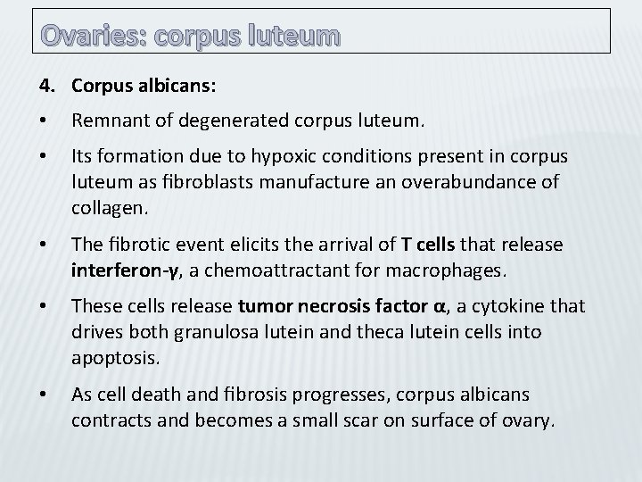 Ovaries: corpus luteum 4. Corpus albicans: • Remnant of degenerated corpus luteum. • Its