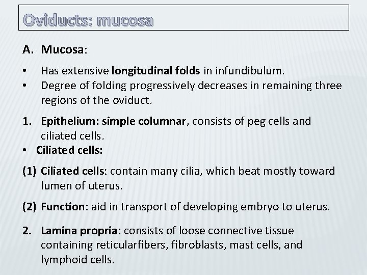 Oviducts: mucosa A. Mucosa: • • Has extensive longitudinal folds in infundibulum. Degree of