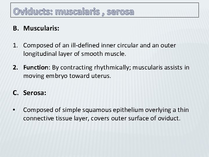 Oviducts: muscalaris , serosa B. Muscularis: 1. Composed of an ill-deﬁned inner circular and