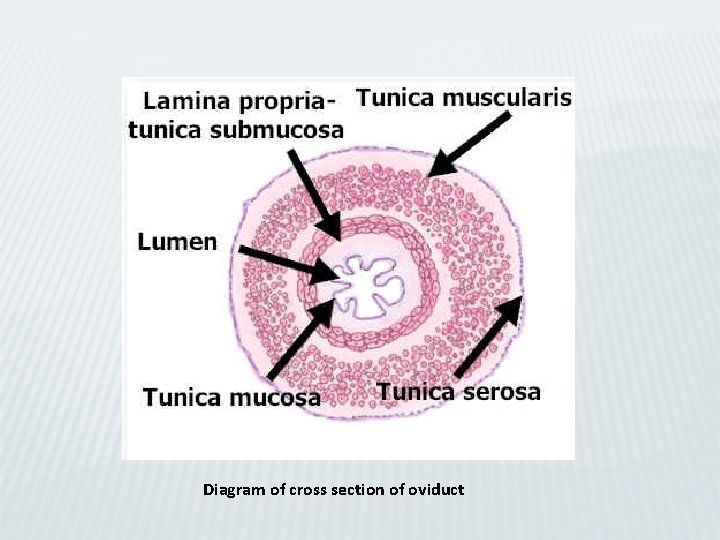 Diagram of cross section of oviduct 