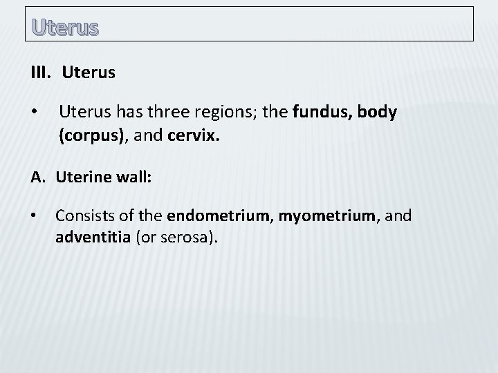 Uterus III. Uterus • Uterus has three regions; the fundus, body (corpus), and cervix.