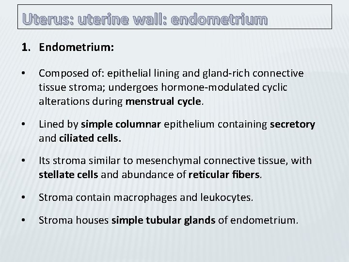 Uterus: uterine wall: endometrium 1. Endometrium: • Composed of: epithelial lining and gland-rich connective