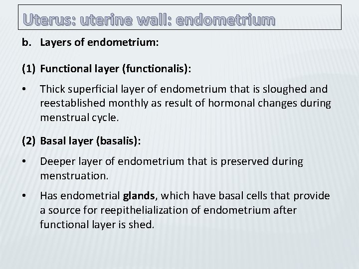 Uterus: uterine wall: endometrium b. Layers of endometrium: (1) Functional layer (functionalis): • Thick