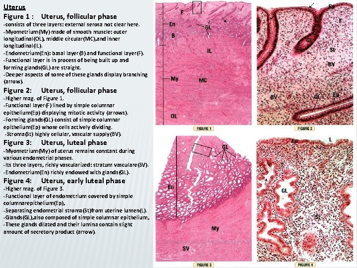 Uterus Figure 1 : Uterus, follicular phase -consists of three layers: external serosa not