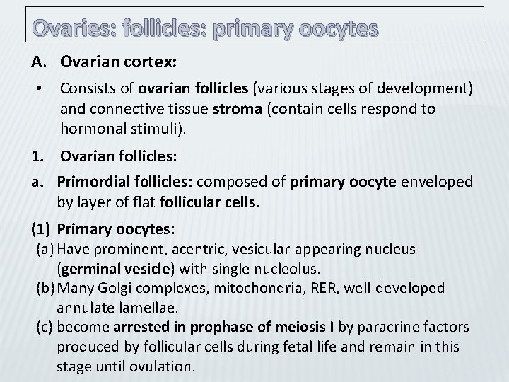 Ovaries: follicles: primary oocytes A. Ovarian cortex: • Consists of ovarian follicles (various stages