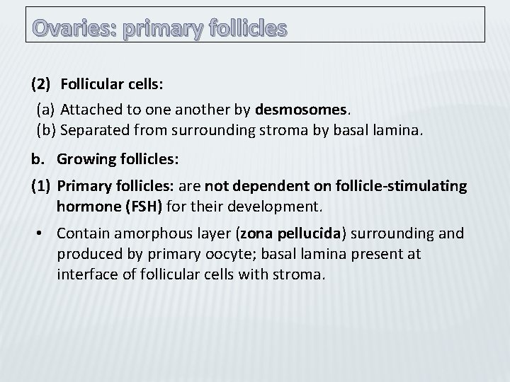 Ovaries: primary follicles (2) Follicular cells: (a) Attached to one another by desmosomes. (b)