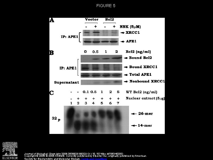 FIGURE 5 Journal of Biological Chemistry 2008 2839925 -9932 DOI: (10. 1074/jbc. M 708345200)