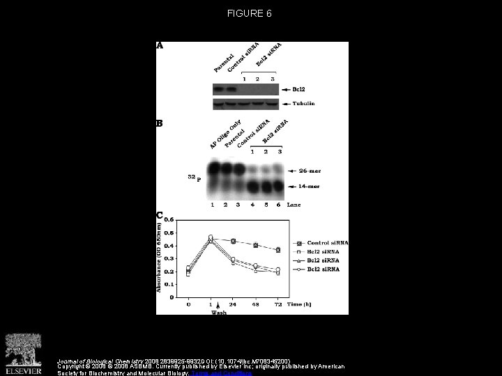 FIGURE 6 Journal of Biological Chemistry 2008 2839925 -9932 DOI: (10. 1074/jbc. M 708345200)