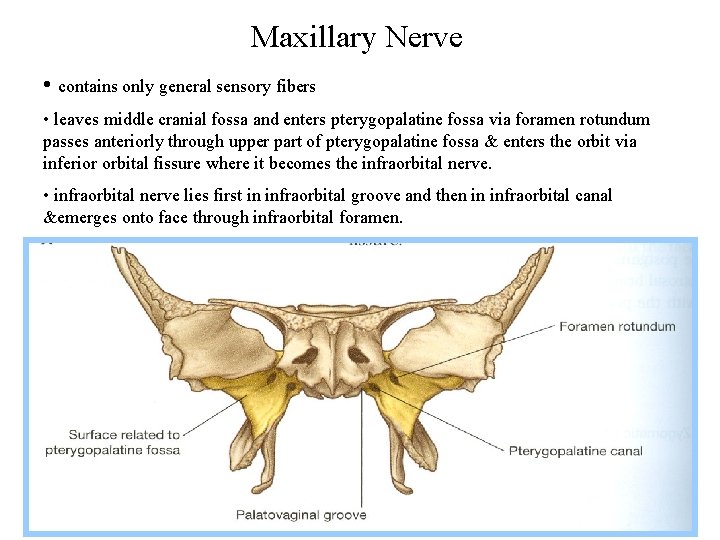 Maxillary Nerve • contains only general sensory fibers • leaves middle cranial fossa and
