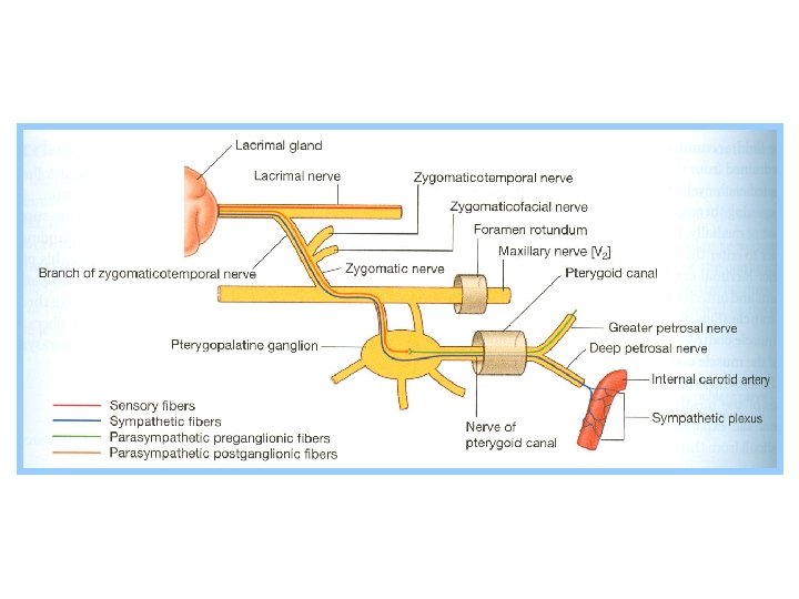 Innervation of the Lacrimal Gland 