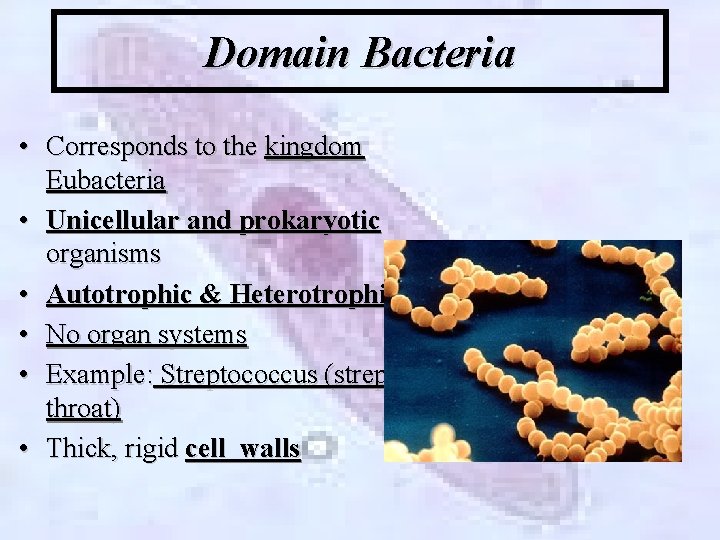 Domain Bacteria • Corresponds to the kingdom Eubacteria • Unicellular and prokaryotic organisms •