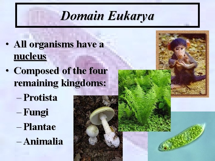 Domain Eukarya • All organisms have a nucleus • Composed of the four remaining