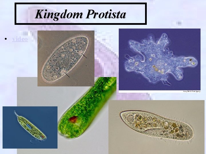 Kingdom Protista • video 
