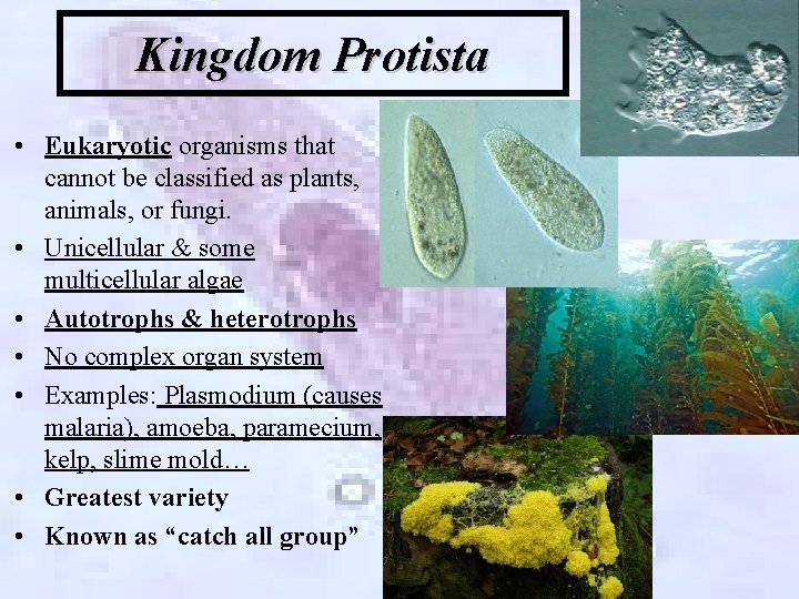 Kingdom Protista • Eukaryotic organisms that cannot be classified as plants, animals, or fungi.