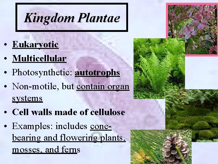 Kingdom Plantae • • Eukaryotic Multicellular Photosynthetic: autotrophs Non-motile, but contain organ systems •