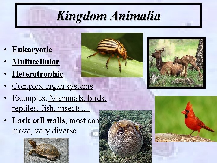 Kingdom Animalia • • • Eukaryotic Multicellular Heterotrophic Complex organ systems Examples: Mammals, birds,