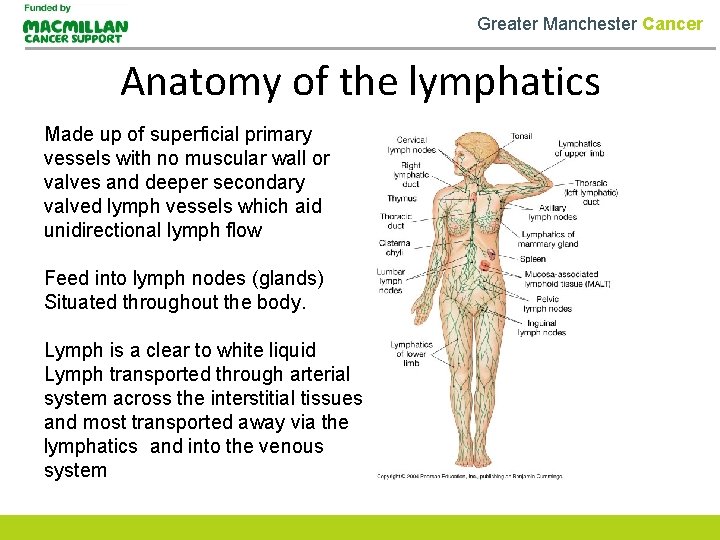 Greater Manchester Cancer Anatomy of the lymphatics Made up of superficial primary vessels with