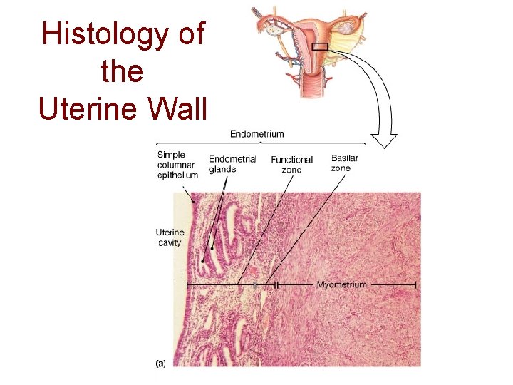 Histology of the Uterine Wall 