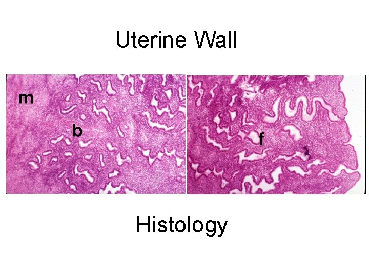 Uterine Wall Histology 