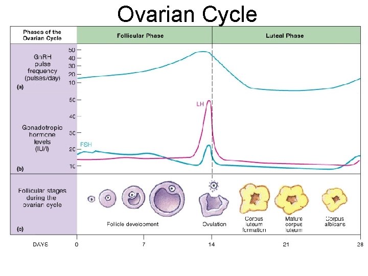 Ovarian Cycle 