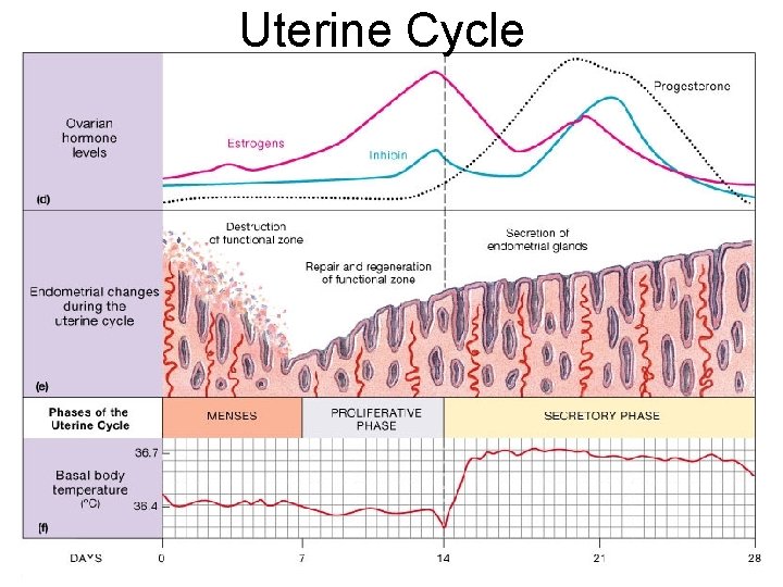 Uterine Cycle 
