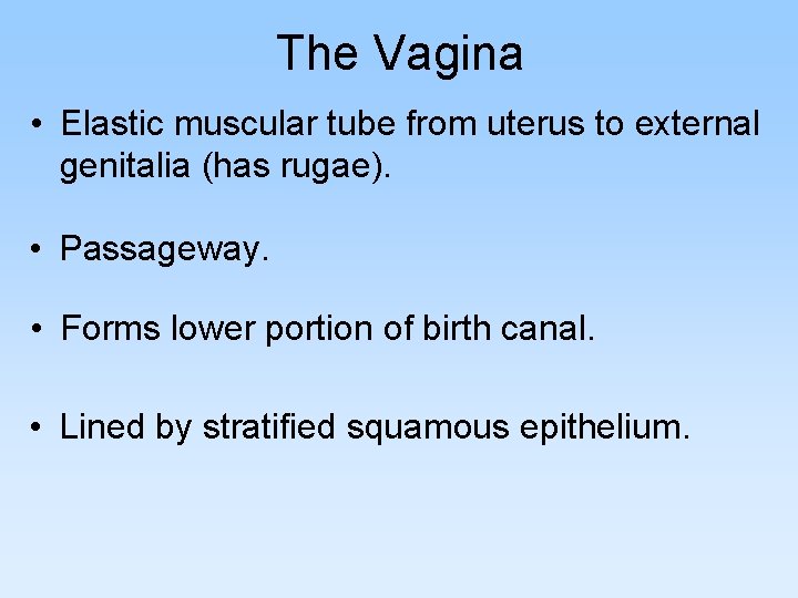 The Vagina • Elastic muscular tube from uterus to external genitalia (has rugae). •