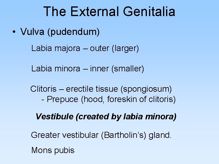 The External Genitalia • Vulva (pudendum) Labia majora – outer (larger) Labia minora –