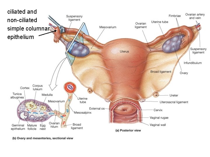 ciliated and non-ciliated simple columnar epithelium 